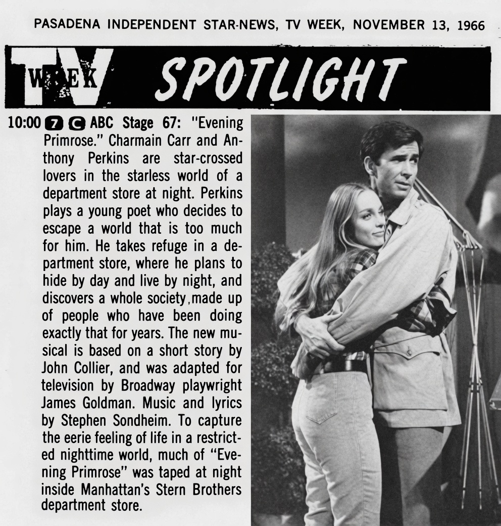 TV Spotlight Entry for Evening Primrose